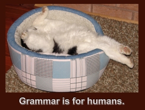 grammarisforhumanscat